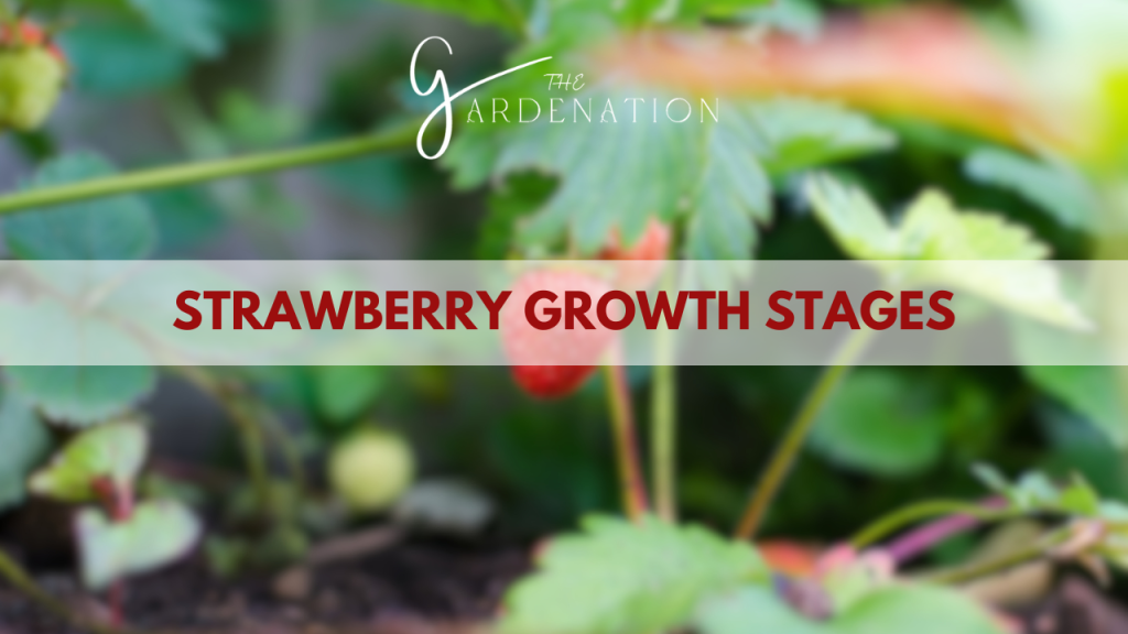 Strawberry Growth Stages by The Gardenation
