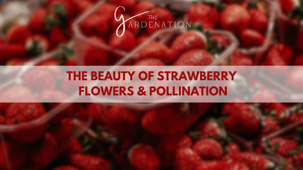 The Beauty of Strawberry Flowers and Pollination life cycle of a strawberry plant by the gardenation