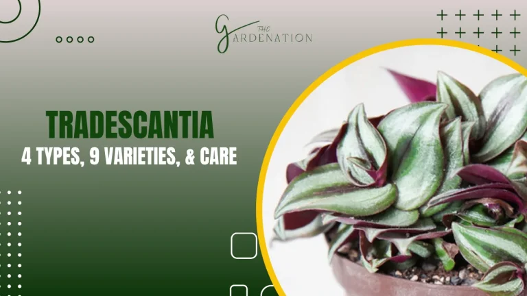 4 Tradescantia Types, 9 Varieties and care