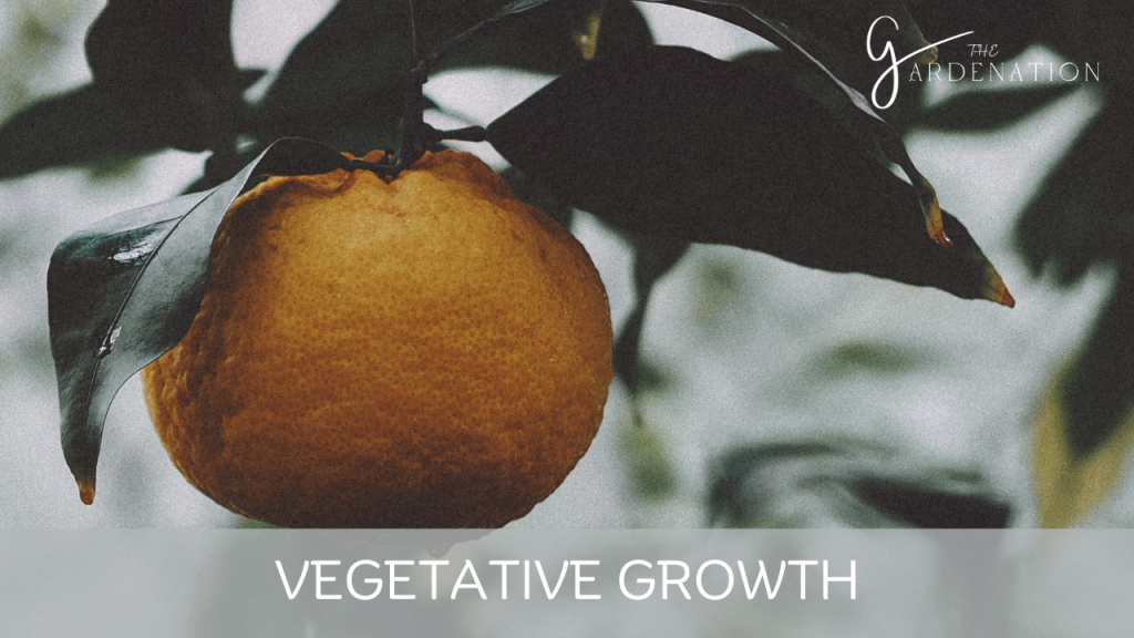 Vegetative Growth by The Gardenation