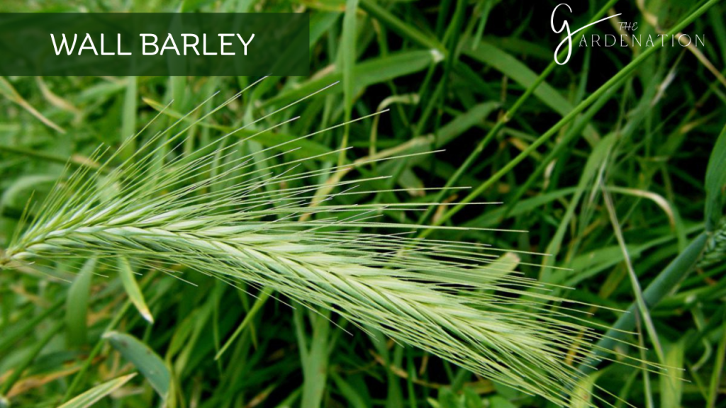 Wall Barley by The Gardenation