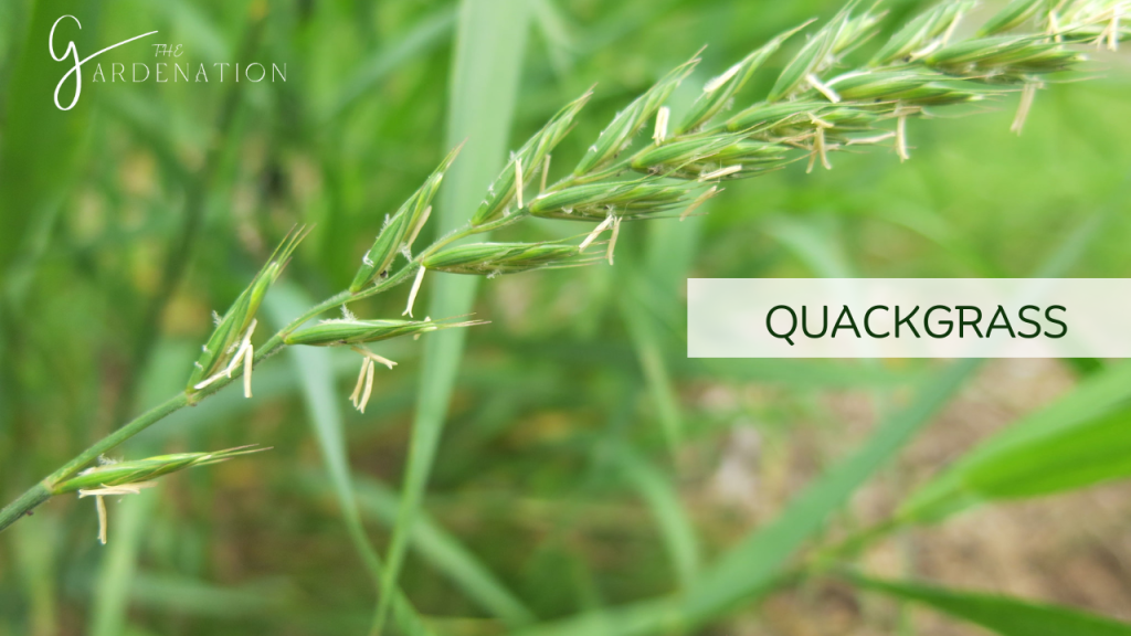 Quackgrass by The Gardenation