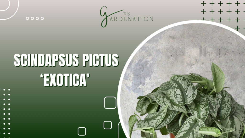 Scindapsus Pictus ‘Exotica’ by The gardenation