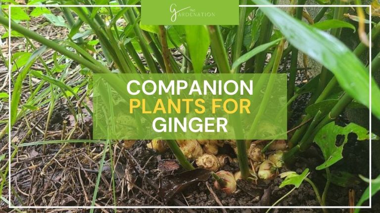 Companion-Plants-for-Ginger