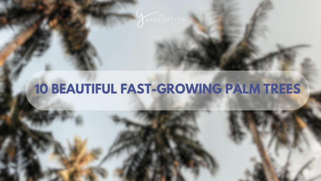 10 Beautiful Fast-Growing Palm Trees