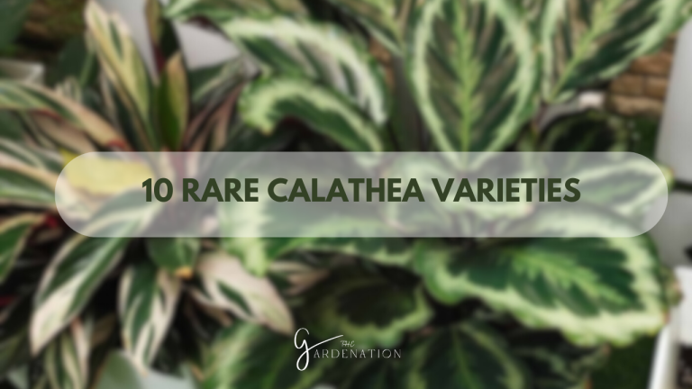 10-Rare-Calathea-Varieties