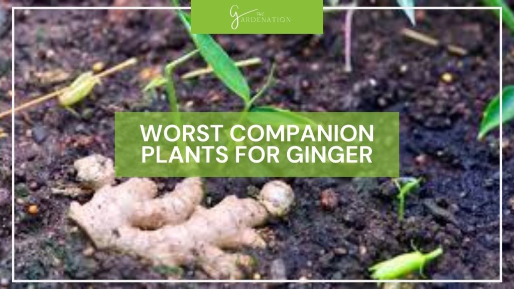 Worst Companion Plants for Ginger