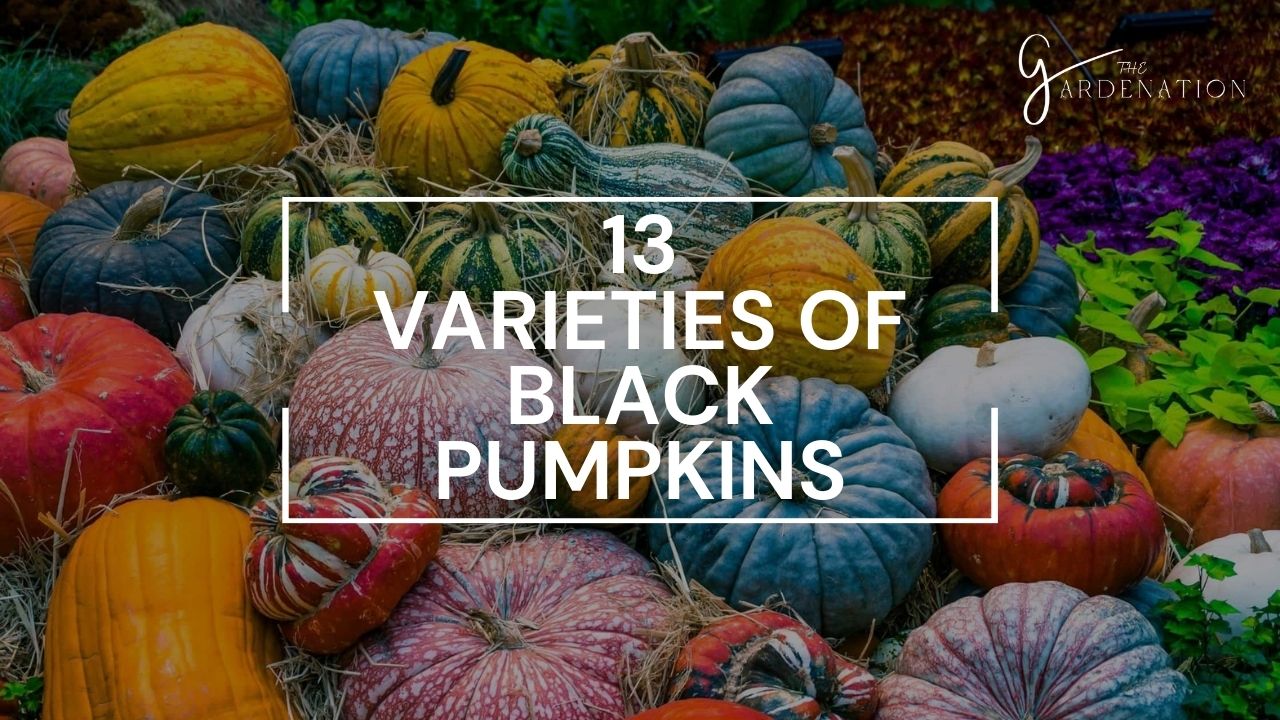 13-Varieties-of-Black-Pumpkins