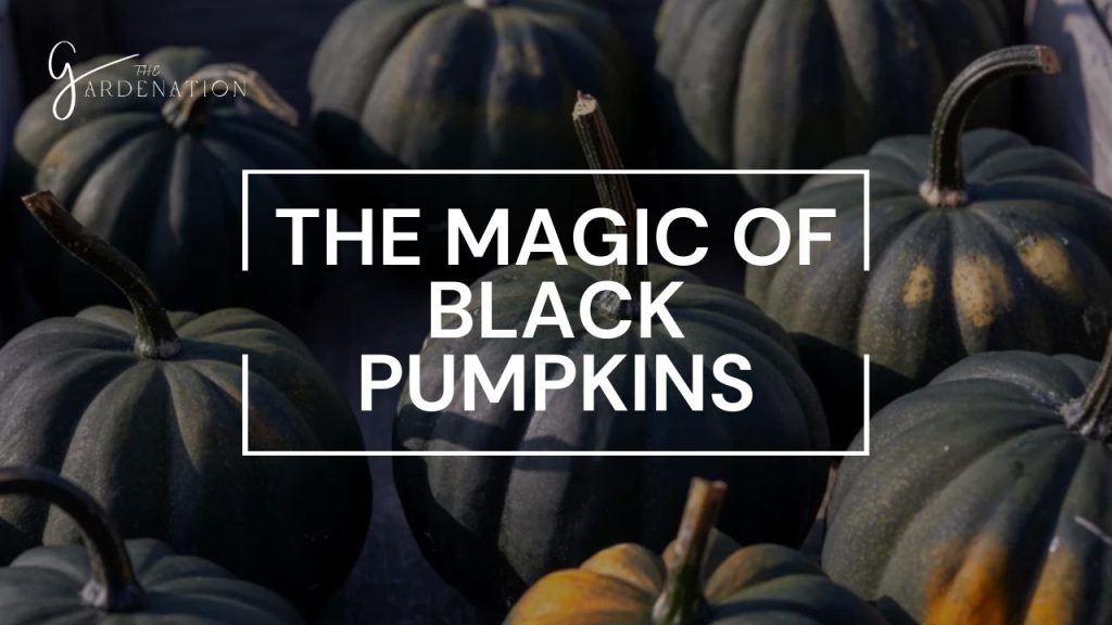 The Magic of Black Pumpkins