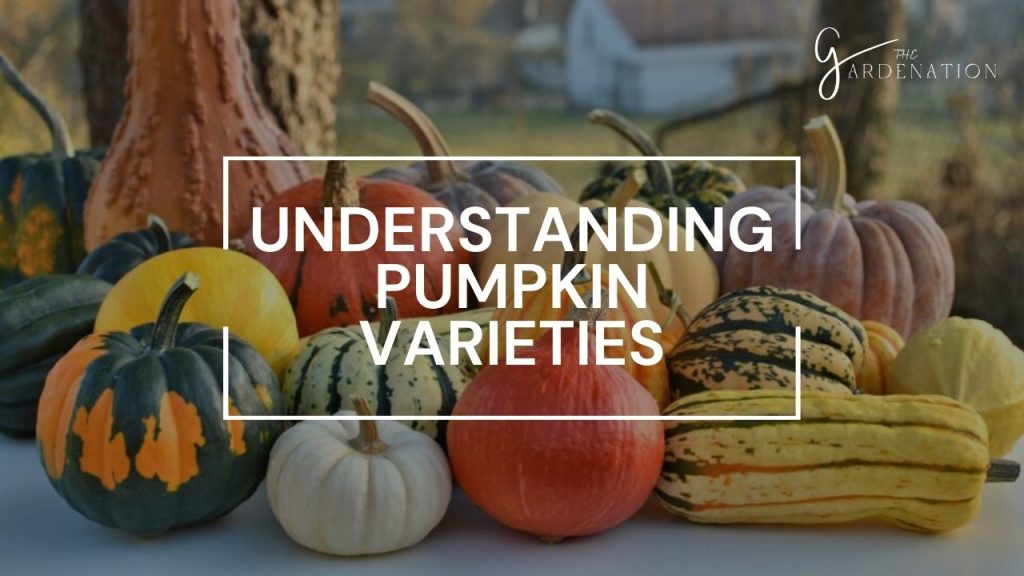 Understanding Pumpkin Varieties 