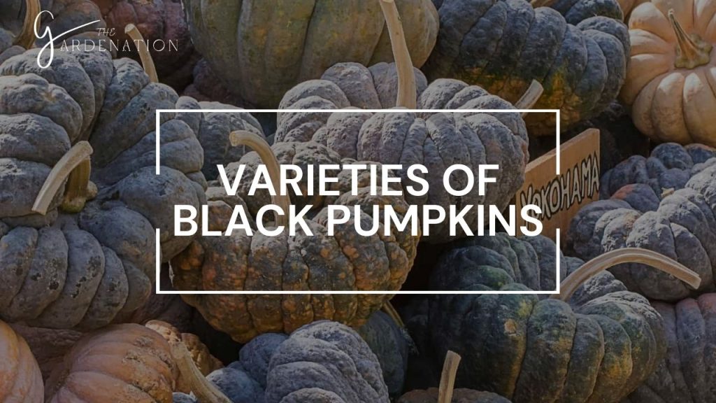 Varieties of Black Pumpkins