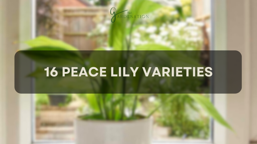 16 Variegated Peace Lily Varieties