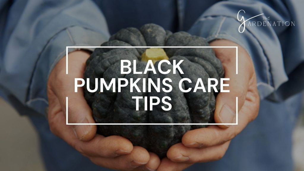 Black Pumpkins Care Tips