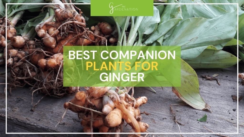 Best Companion Plants for Ginger