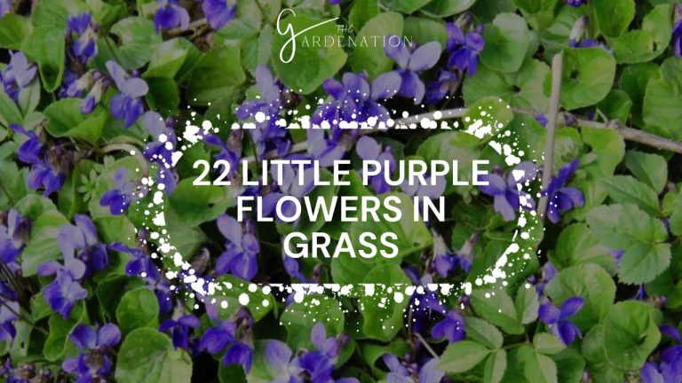 22 Little Purple Flowers In Grass