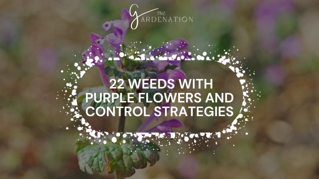 22 Weeds With Purple Flowers and Control Strategies