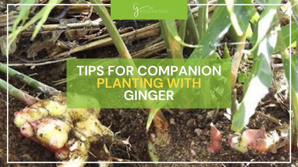 Tips for Companion Planting with Ginger