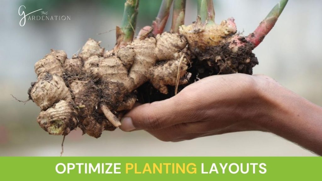 Optimize planting layouts 