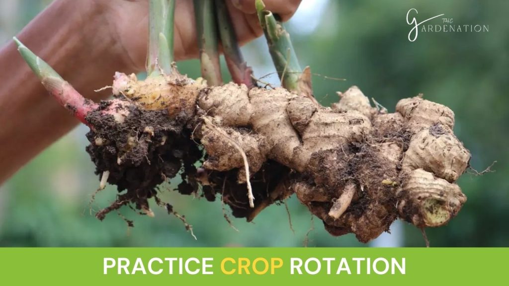 Practice crop rotation