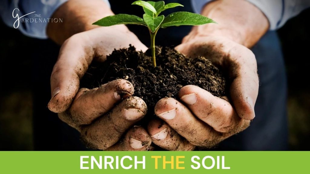 Enrich the soil 