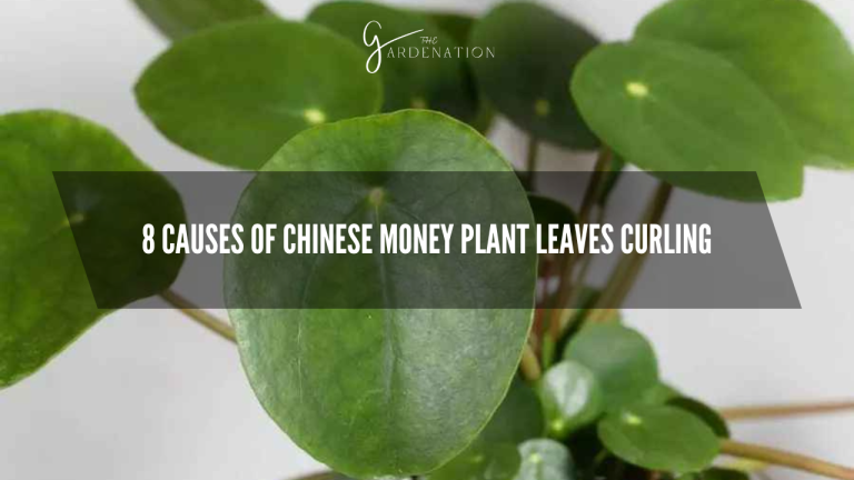 8-Causes-Of-Chinese-Money-Plant-Leaves-Curling.