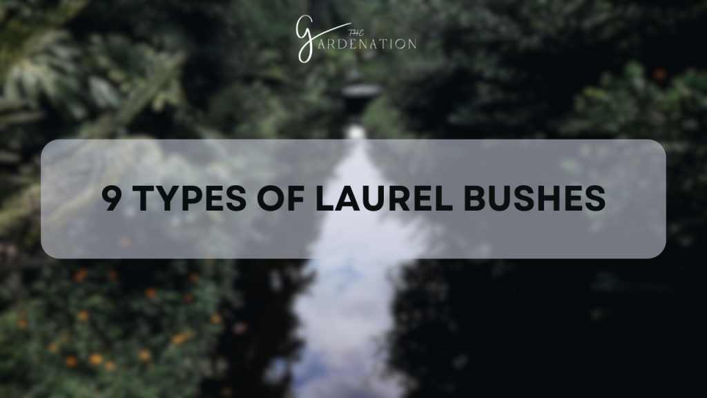 9 Types of Laurel Bushes