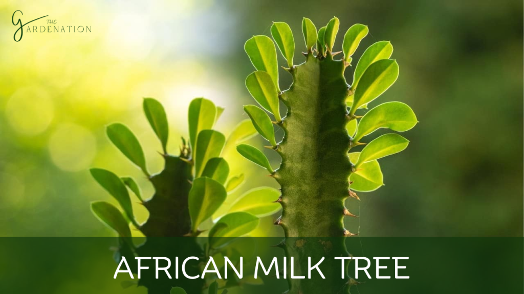 African Milk Tree  by the gardenation