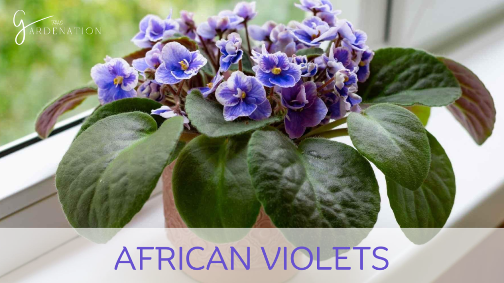 African Violets by the gardenation