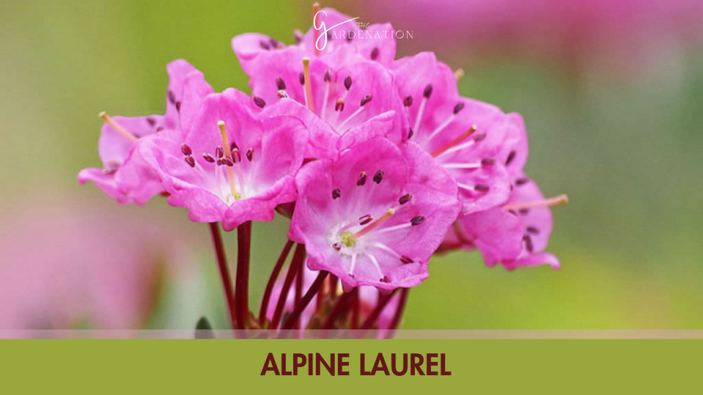  Alpine Laurel (Kalmia microphylla)  