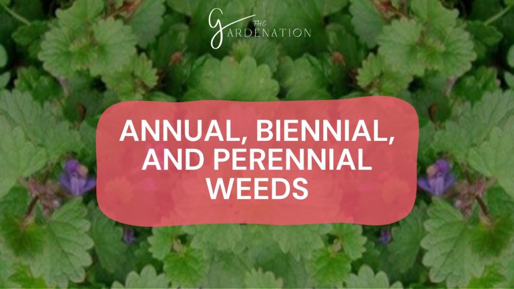 Annual, Biennial, and Perennial Weeds