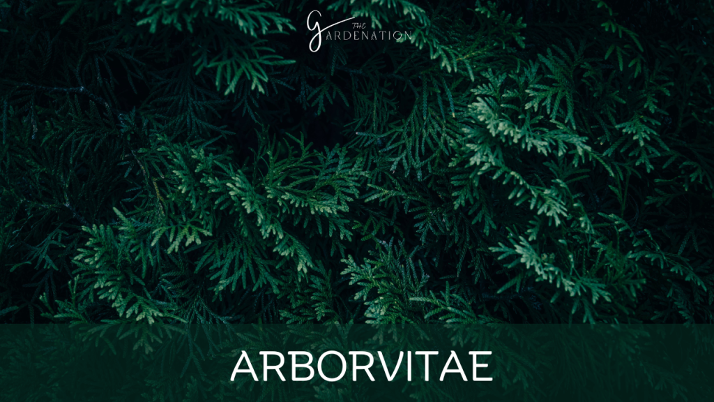 Arborvitae by the gardenation Tall Potted Plants For Privacy