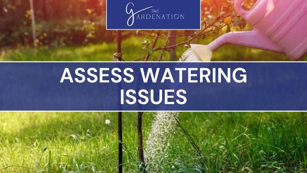 Assess Watering Issues  
