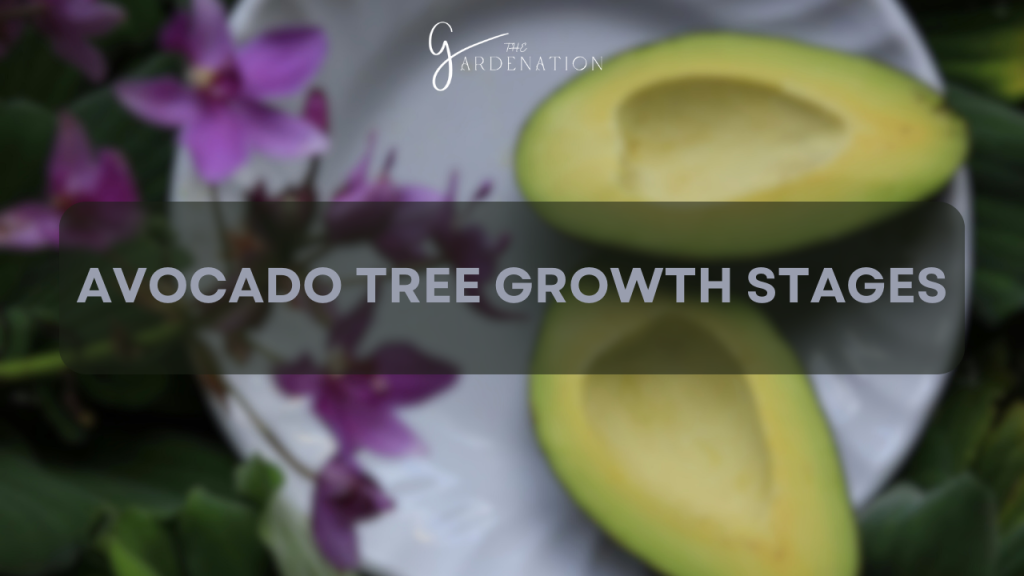 Avocado Tree Growth Stages