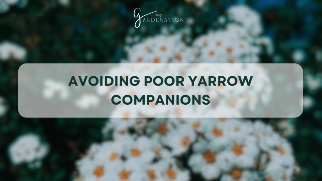  Avoiding Poor Yarrow Companions
