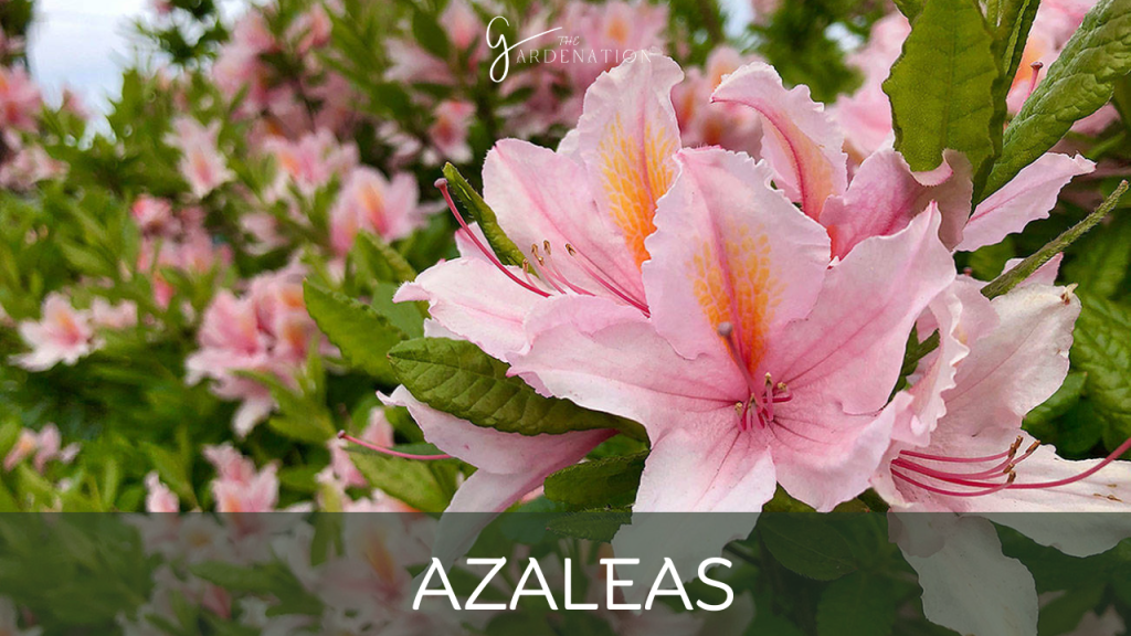 Azaleas by the gardenation