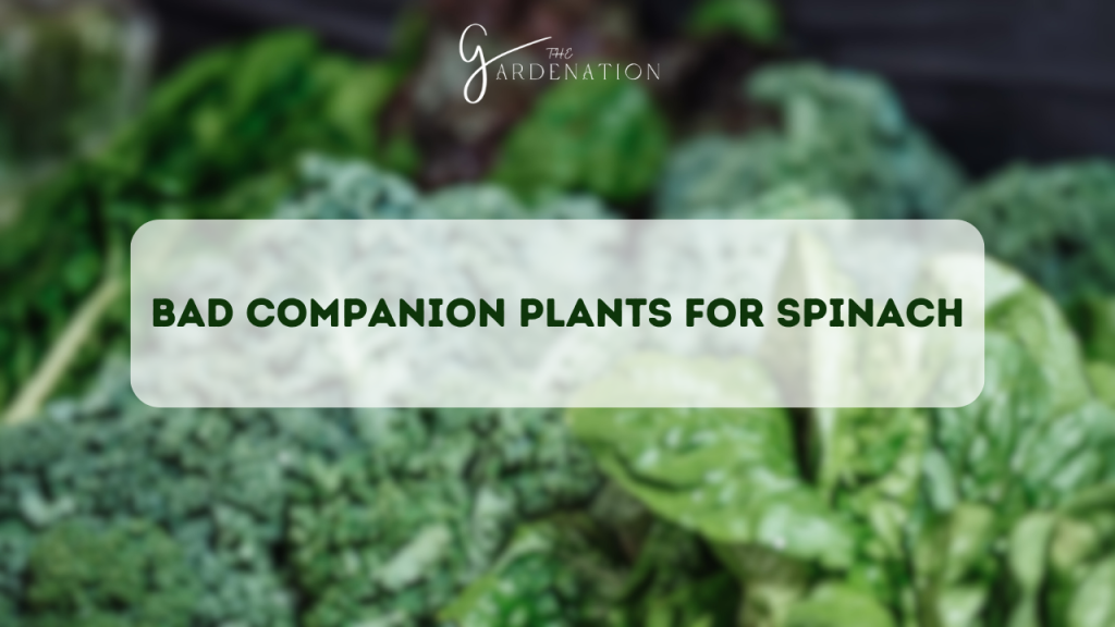  Bad Companion Plants for Spinach