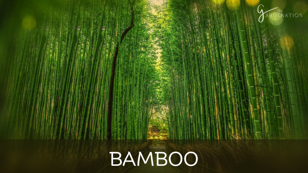 Bamboo by the gardenation