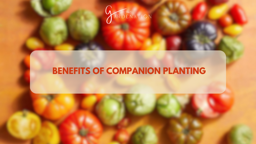  Benefits of Companion Planting