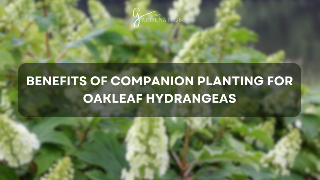 Benefits of Companion Planting for Oakleaf Hydrangeas
