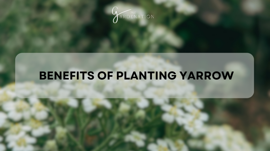 Benefits of Planting Yarrow