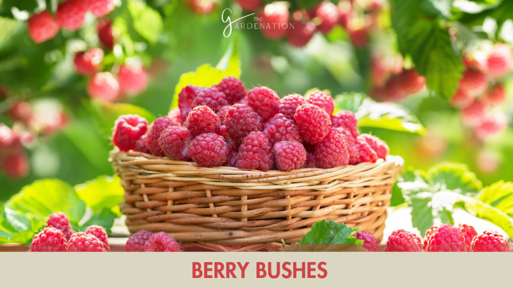  Berry Bushes
