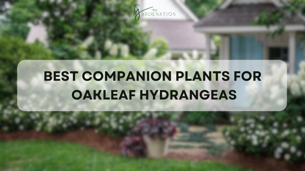 Best Companion Plants for Oakleaf Hydrangeas