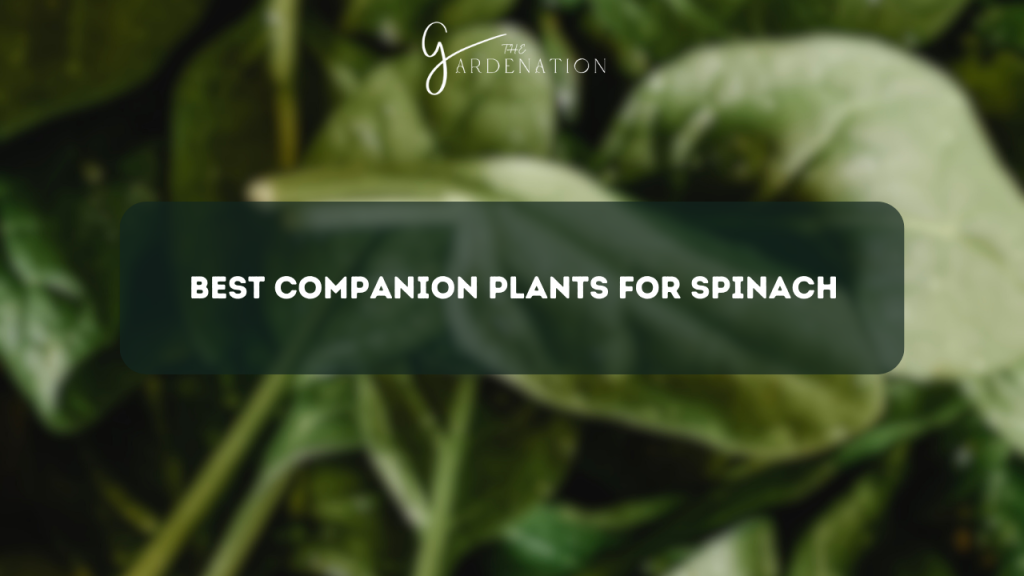 Best Companion Plants for Spinach