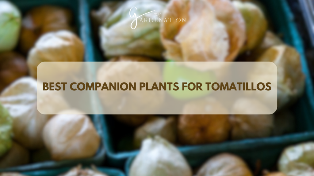 Best Companion Plants for Tomatillos 