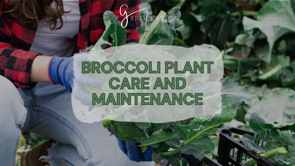 Broccoli Plant Care and Maintenance