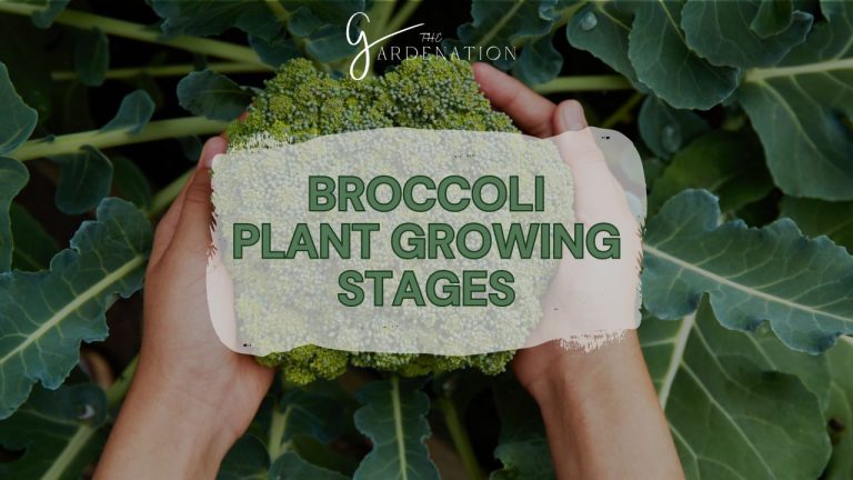 Broccoli-Plant-Growing-Stages