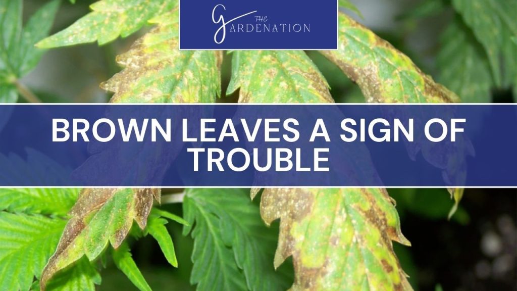 Brown Leaves: A Sign of Trouble