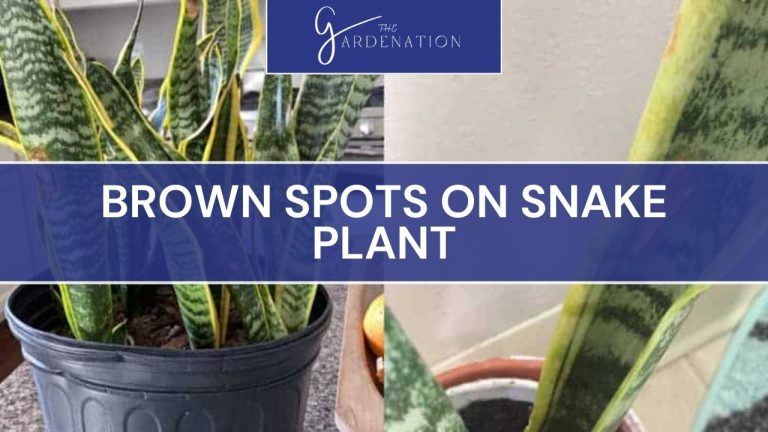 Brown Spots On Snake Plant