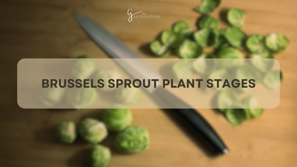 Brussels Sprout Plant Stages