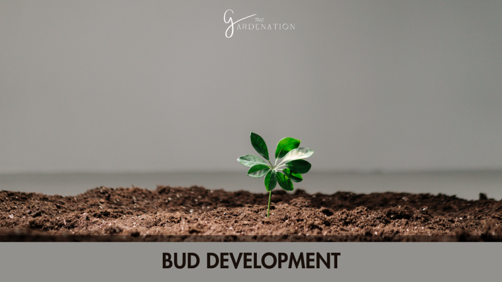  Bud Development  